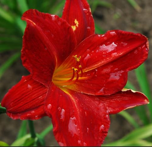 GARTHWAITE NURSERIES® : - Crimson Glory Daylily Bareroot Perennial, Hemerocallis, Red Flowering Garden Plant
