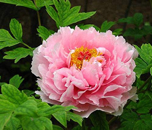 20 Samen / Pack, Doppel Light Blue Baum-Pfingstrose-Samen, Seltene Peony Baum Pflanze Bonsai Samen 'Edel'