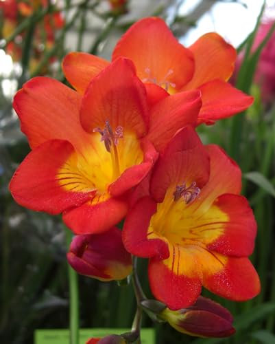 Freesienzwiebeln : Freesia - Freesie rot 10 Blumenzwiebeln
