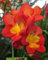 Freesienzwiebeln : Freesia - Freesie  rot  10 Blumenzwiebeln