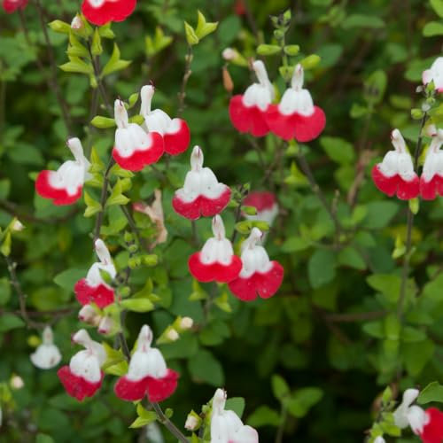 Salvia 'Hot Lips'. 9cm Plant x 2. Red & white flowers. Foliage can be used as culinary herb, sage. Available from Bedwen plants