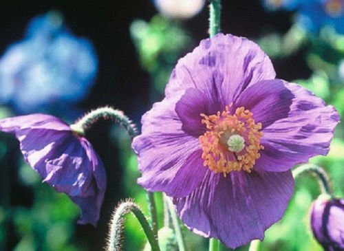 50 Himalaya-Mohn Hensol Violet Mohn Blumensamen