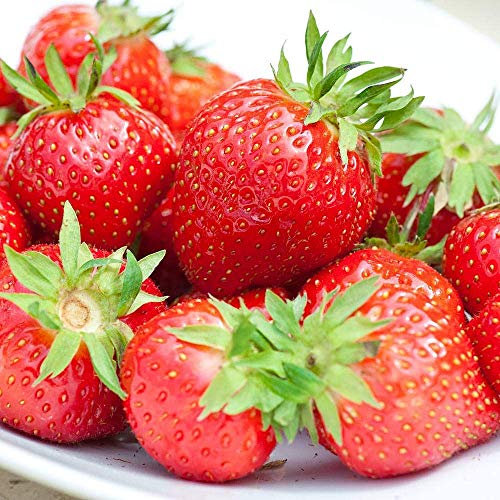 Strawberry 'Flamenco' Bare Root Everbearer Garden Bush Fruit Plants (10 Plants)