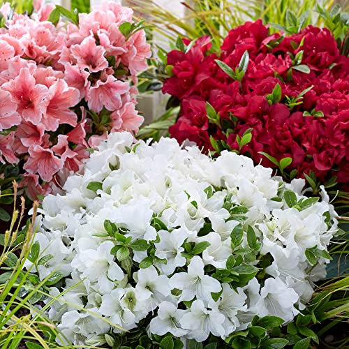 You Garden - Azalea Encore Collection 8cm x3