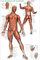 empireposter Educational - Bildung Muskelsystem des Menschen - Muscular System Bildungsposter Plakat Druck - Maxiposter Version in Englisch - Grösse 61x91,5 cm