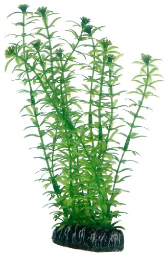 Hobby Lagarosiphon, 20 cm