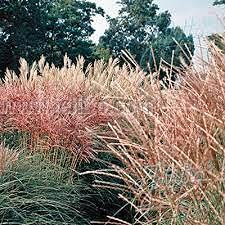 zumari 120 pezzi di semi di fiori di rosa tea ibrida Double Delight di colore blu e marrone
