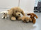 MorisMos 4 stücke Golden Retriever Hund Kuscheltier XXL Set, 45cm lang riesen Hund Kuscheltier mit Babys im Bauch, Groß Hund plüschtier Stofftier Geschenk Kinder