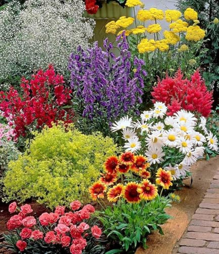 BALDUR Garten 18er Set Bunter Staudengarten, Pflanzen im 7x7 cm-Topf | Staudenbeet, rote Astilbe, weißes Schleierkraut, Kokardenblume, blaue Glockenblume, rosa Federnelke, gelber Frauenmantel