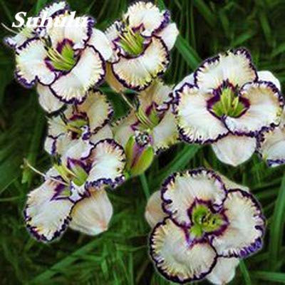 Sump New 100pcs Taglilien Blumensamen für schönen Garten Wissen lila