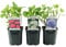 GreenboutiQ - Hortensie - Hydrangea macrophylla Tricolour - Blüte Blau, Rosa und Weiß - 3 Pflanzen - Laubabwerfend - Wenig Pflege - Topf 17cm Höhe 30cm