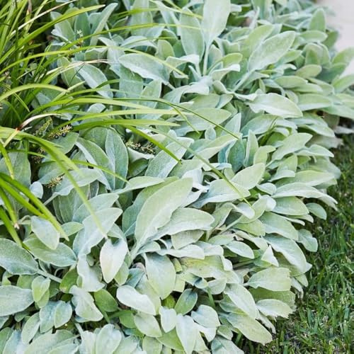 wollziest, wollziestsamen kräuterpflanzen, indoor kräutergarten hochbeet für sonnige 25pcs