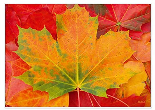 Artipics Tischsets Indian Summer Platzsets Abwaschbar Aus Kunststoff 4 Stück