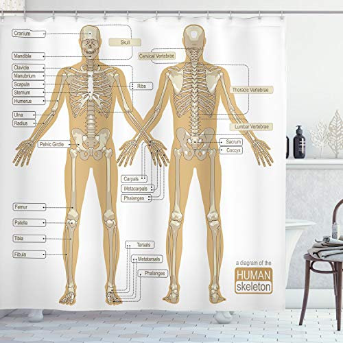 ABAKUHAUS Anatomie Duschvorhang, Menschliches Skelett-System, Stoffliches Gewebe Badezimmerdekorationsset mit Haken, 175 x 180 cm, Weiß Tan