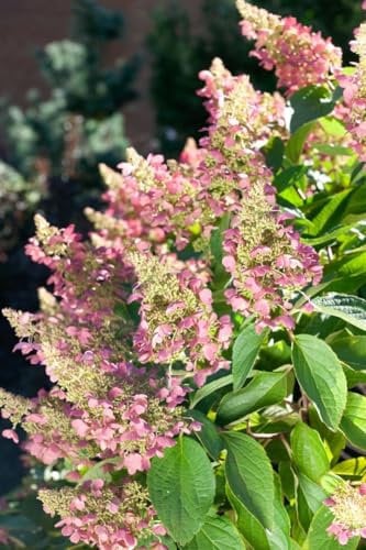 Rispenhortensie 'Pink Lady' 40-60 cm Topf Hydrangea paniculata winterhart