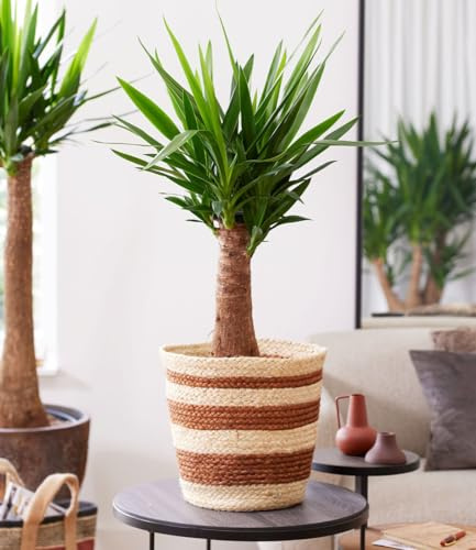 BALDUR Garten 1x Yucca Palme 'Maya' Pflanze im 14 cm-Topf, ca. 60 cm hoch | markante Yucca-Blattspitzen, dekorativer Blickfang für Wohnräume, robust & langlebig, pflegeleicht