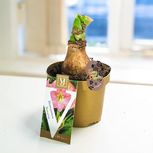 1 Amaryllis Hippeastrum Bulb Knight's Star Lily Pink White Red Colour in 10cm Pot
