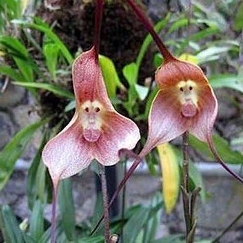 Semi di orchidea faccia di scimmia, 50 pezzi/borsa Semi di orchidea Petalo di faccia di scimmia Abbellire piante Rare semi di fiori in vaso da tavolo per giardino Semi di orchidea faccia di scimmia