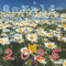 DUMONT - Schild-Bürger-Streiche 2025 Broschürenkalender, 30x30cm, Kalender mit erheiternden Illustrationen vom Ollen Hansen, gestaltet von Pit Schulz