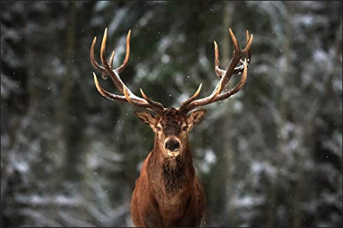 Muralo Fototapete Vlies Tiere, Hirsch, Wald, Bäume, XXL - 150x225 cm | Naturnahe Tapete, hochauflösender Druck - ideal für Wohnzimmer und Schlafzimmer, Ein Stück Wildnis im eigenen Zuhause