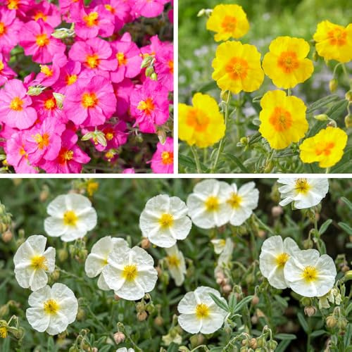 YouGarden Rock Rose Collection, 3 x Established Plants in 9cm Pots, Evergreen, Drought Tolerant, Colourful Groundcover, Sunny Gardens