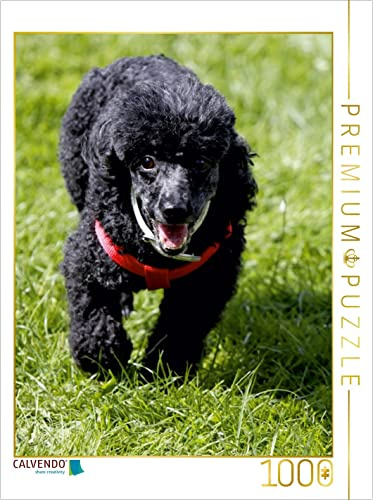CALVENDO Puzzle Rennender Pudel | 1000 Teile Lege-Größe 48 x 64 cm Foto-Puzzle für glückliche Stunden