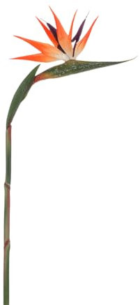 Deco Woerner Künstliche Strelitzien Kunstblume orange 14 x 84 cm Deko Blume Paradiesvogelblume Kunstblume Kunstpflanze