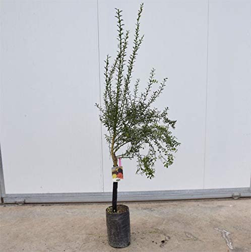 Albero di Limone Caviale 3 anni