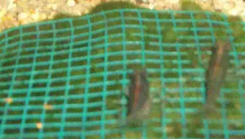 Wassergras Matte mit Gitter 15x10 cm, Moos