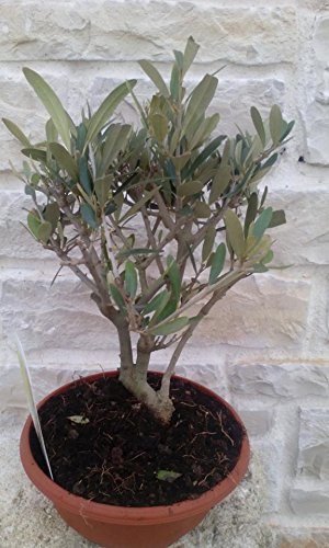 Pianta di Ulivo Piante Ulivo Bonsai Olea Europea in Vaso - H 35 cm circa