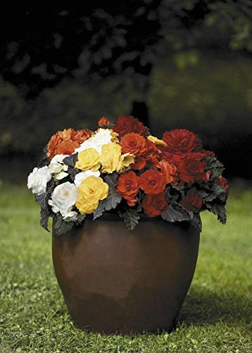 10 Pelleted Seeds of Flower Begonia Nonstop Mocca Mixed F1