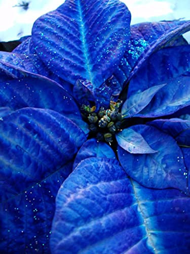 Ponak Neu Weihnachtsstern Blumensamen 100St