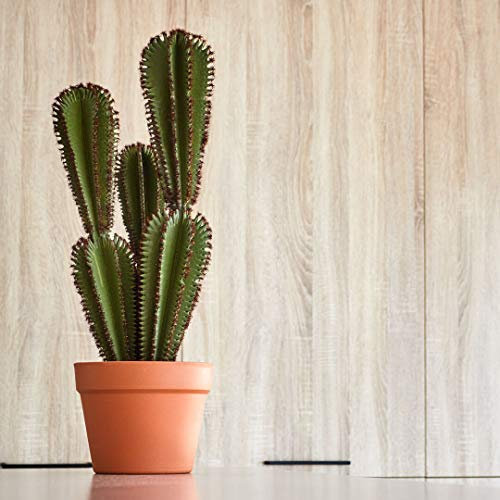Nortene | Planta Artificial Cactus Euphorbia Suzannae 57,5 Cm Nortene | Plantas Artificiales Realistas | Planta Artificial para Hogar Y Oficina Decoración Interior Y Exterior