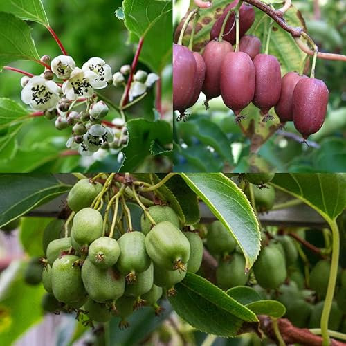 Kiwiri Trio de baies de kiwi, 3 plants de kiwi (Actinidia arguta), mini kiwi