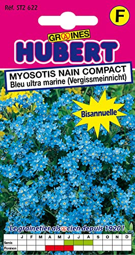 Graines de Myosotis nain compact bleu ultra marine - 0,5 grammes