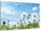 DARO Design - Wand-Bild 6mm HDF 40x30 cm Löwenzahn-Feld Pusteblumen - Wand-Deko Bilder Wohnzimmer