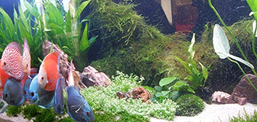 Mühlan Wasserpflanzen Sortiment für Diskus, südamerikanische, temperaturbeständige Aquariumpflanzen + Wasserpflanzendünger