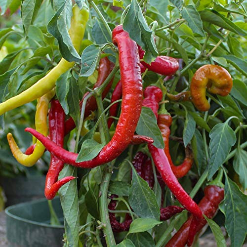 Peperoni Lombardo Samen für ca. 20 Pflanzen - milde Sorte, ertragreich