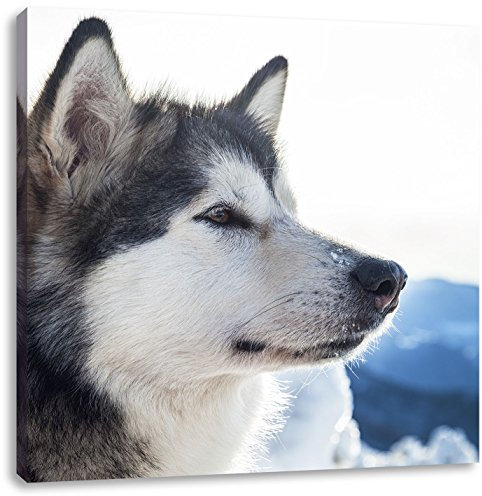 Pixxprint Süßer Husky im Schnee, Größe: 40x40, Leinwandbild Quadratisch, Wandbild, Kunstdruck, fertig bespannt