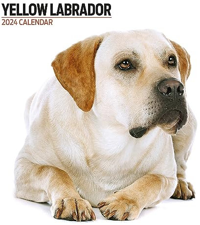 Labrador Gelb Modern 2024 Kalender