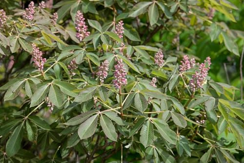 Rote Rosskastanie 'Rosea Nana' Stammhöhe 60 cm Stämmchen Aesculus pavia