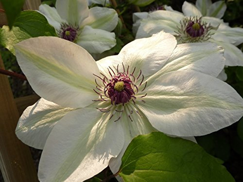 Clematis Kletterpflanzen 40-100cm topfgewachsen, verschiedene Sorten/Farben (40-60cm, Weiß)
