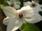 Clematis Kletterpflanzen 40-100cm topfgewachsen, verschiedene Sorten/Farben (40-60cm, Weiß)
