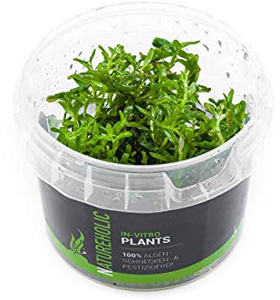 Seegrasblättriges Trugkölbchen/Heteranthera zosterifolia - NatureHolic In-Vitro Aquarium Pflanze