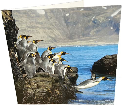 Geburtstagskarte, Motiv: Pinguine, quadratisch, blanko