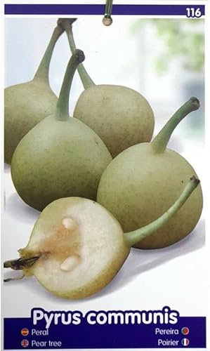ÁRBOL FRUTAL PERAL PERETERO M25 100CM PARA EXTERIOR