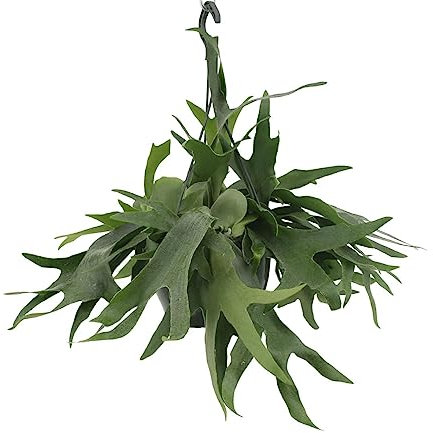 Felce di cervo - H50 cm, Ø21 cm - pianta da interno cadente