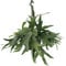 Fougère de cerf - h50cm, Ø21cm - plante d'intérieur tombante
