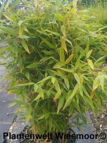 Bambus China Rohrgras Fargesia murielae Sonnenschein 100 cm hoch im 10 Liter Pflanzcontainer