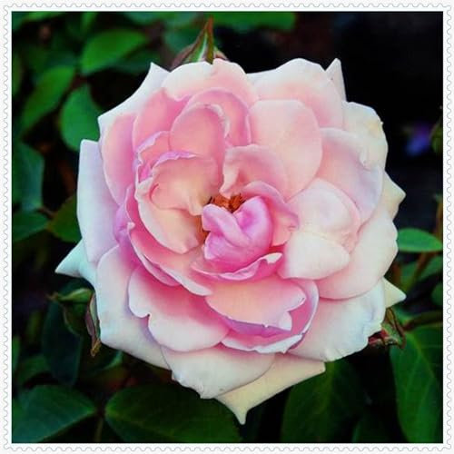 Rosenpflanze, mehrjährige Strauchrose, Gartendekoration, wächst gut in Töpfen-1 Pflanze-B